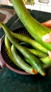 Fresh Ridge Gourd (Nenua) Ready for Home Style Cooking